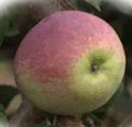 Released Apple Cultivar: Richelieu.