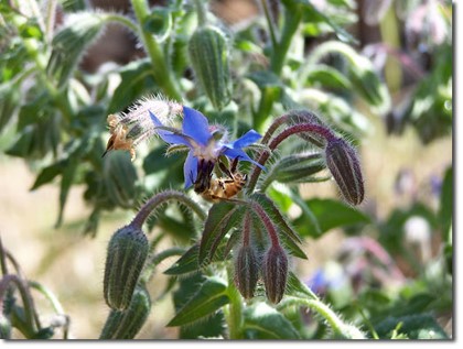 https://www.permaculturenews.org/images/borage_pagliaro2.jpg